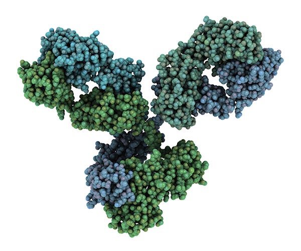 Image of a Monoclonal Antibody Molecule