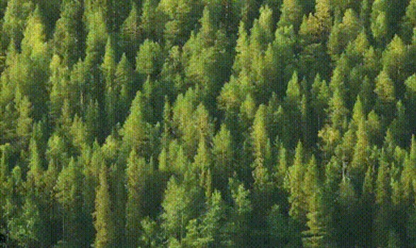 Green Forest