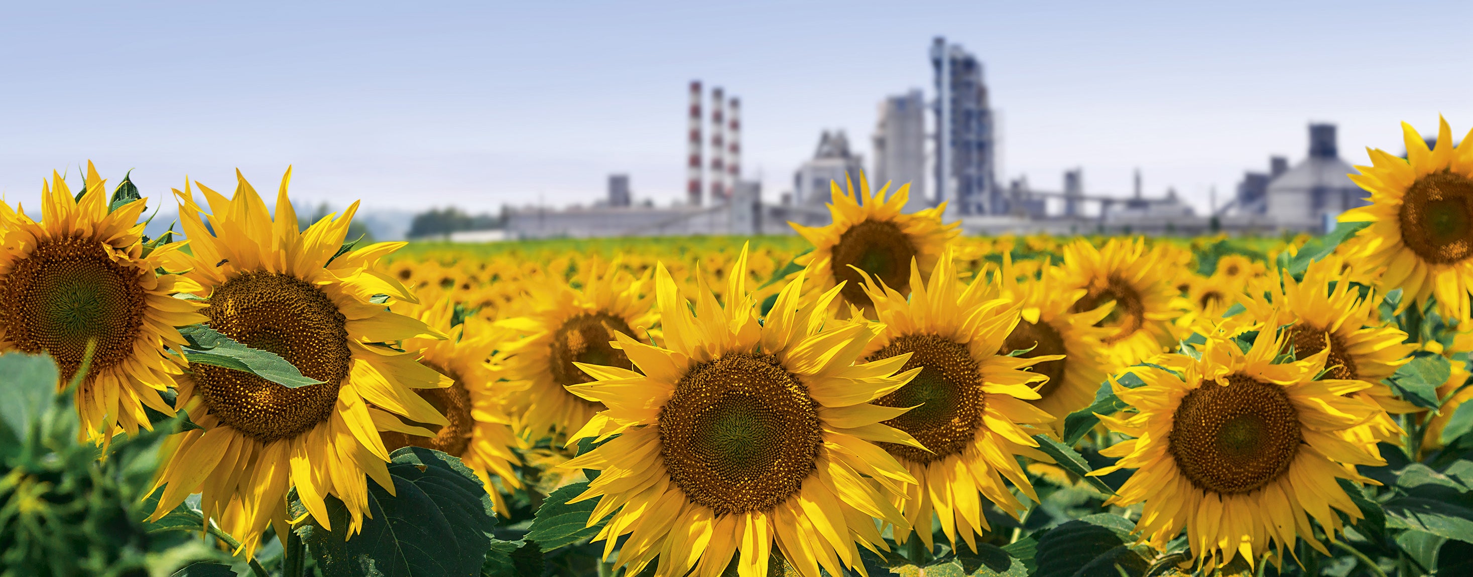 A field of sunflowers with a cement plant and clear sky in the background
