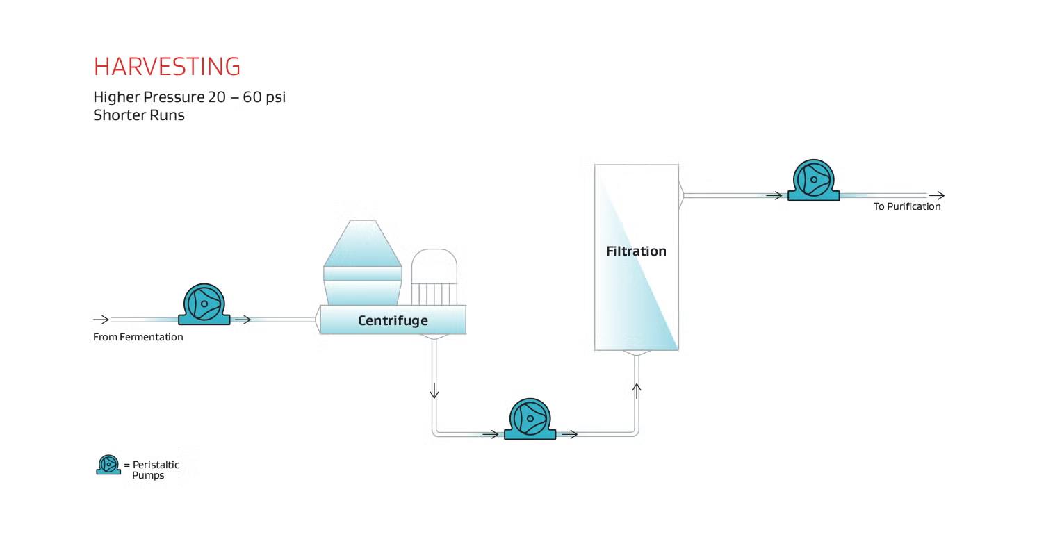 infographic showing peristatic pumps in harvesting process