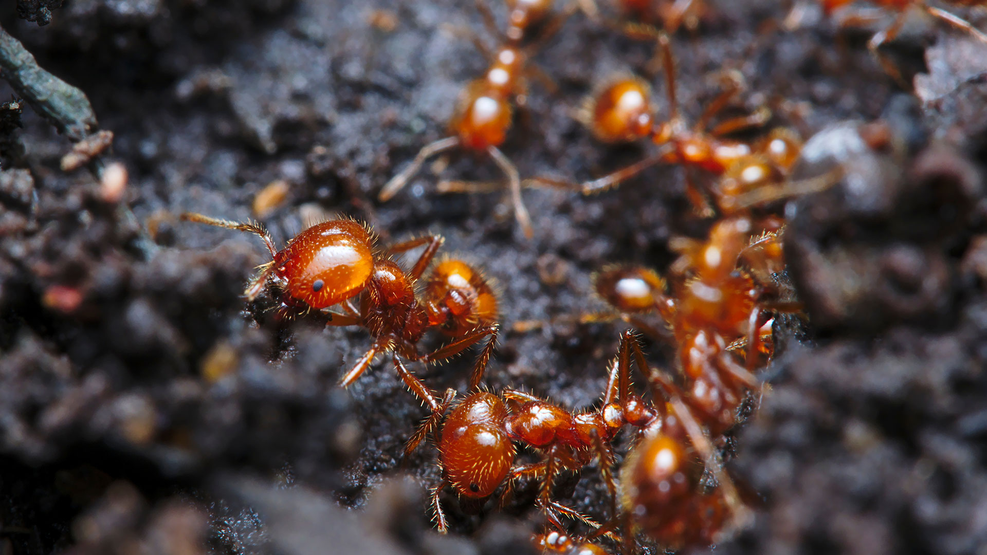fire ant colony is building a road to pass to the nest