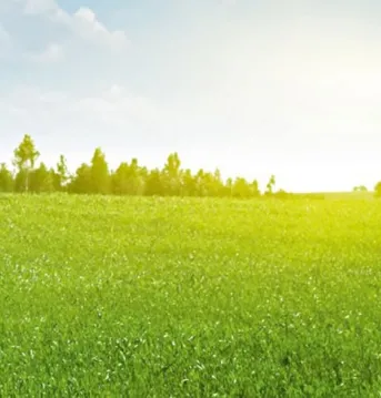 Field of green grass in front of a sunrise.