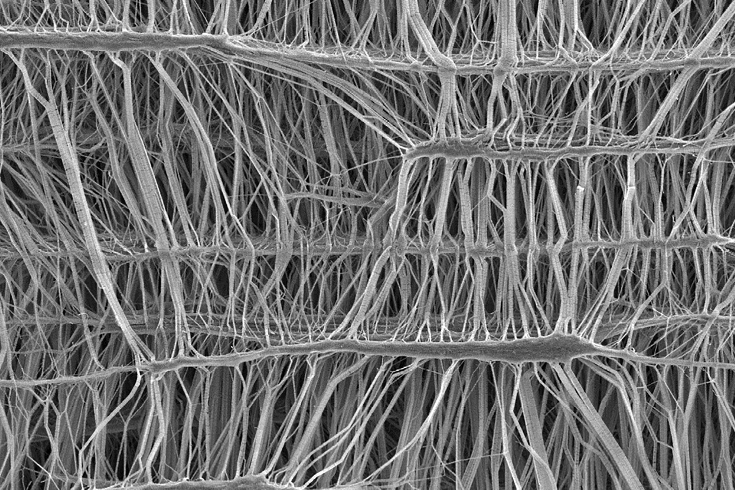 SEM image of Lyoguard Tray ePTFE membrane